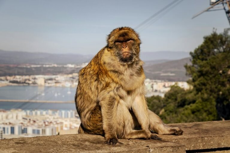 9anime status check guide